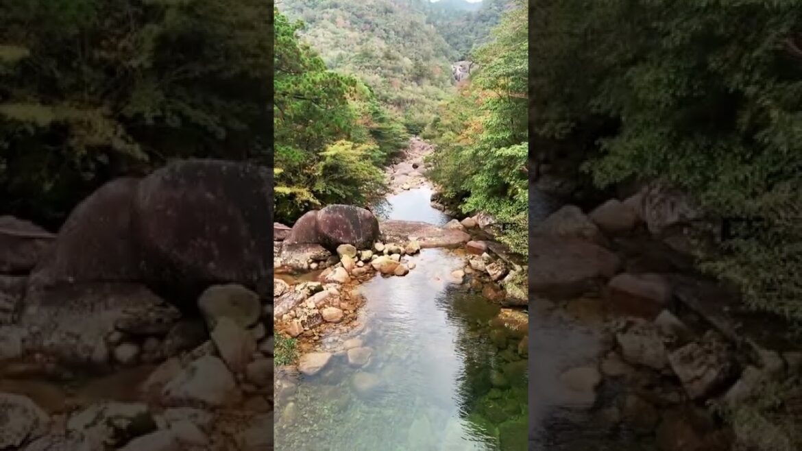 屋久島を歩きすぎてトロッコになりかけた / Hiking on Yakushima 2020 屋久島を歩きすぎてトロッコになりかけた / Hiking on Yakushima 2020
