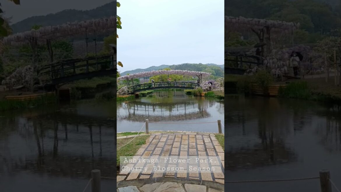 Ashikaga Flower Park, Wisteria Season! Ashikaga Flower Park, Wisteria Season!