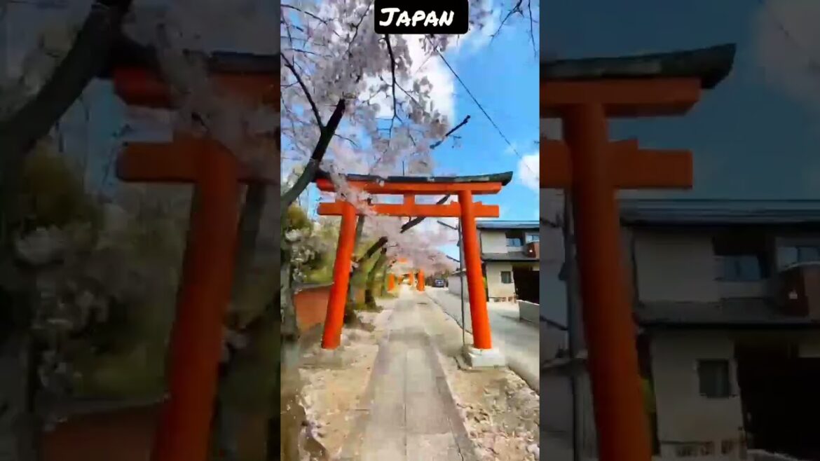 #shorts Travel Japan #japantravel#short#travel#trendingshorts#trending#japan#japantemple #shorts Travel Japan #japantravel#short#travel#trendingshorts#trending#japan#japantemple