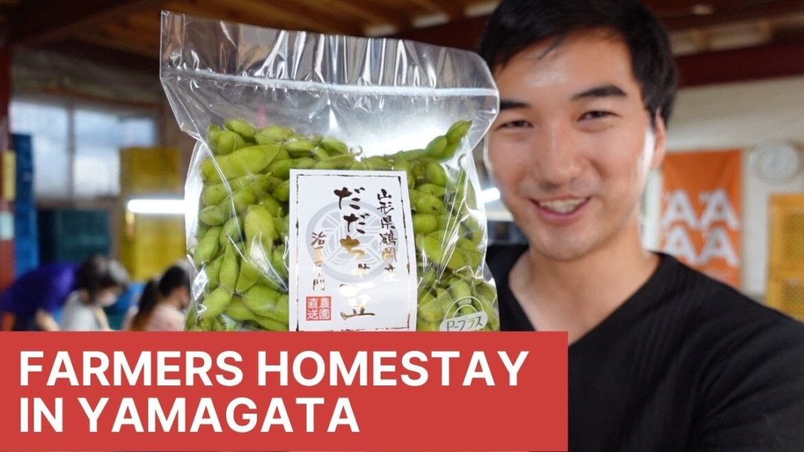 Farm Homestay and Harvesting in Tsuruoka City