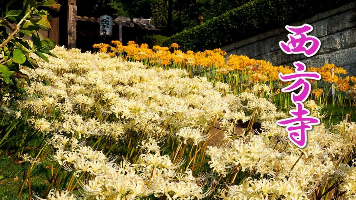 YOKOHAMA.Cluster‐amaryllis at Saiho-ji Temple.彼岸花 #4K