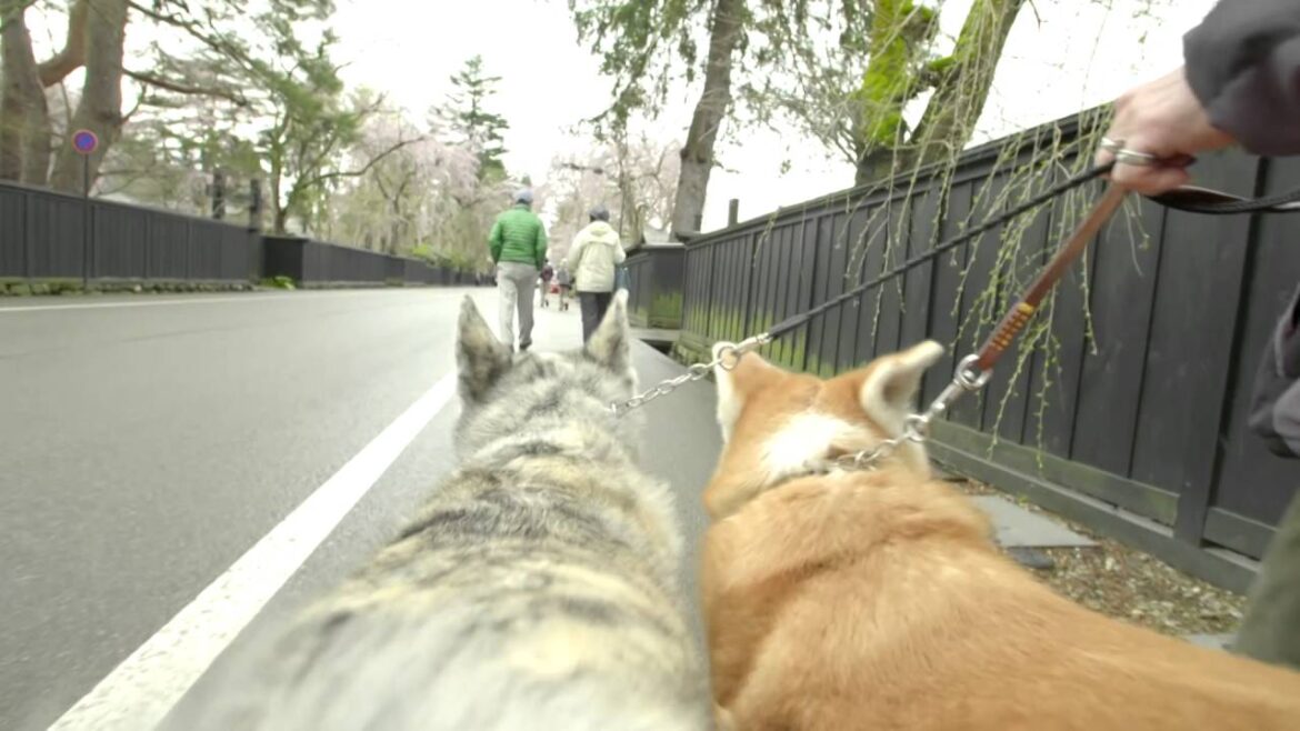 秋田犬ムービー｢犬旅 -角館 -」／AKita Dog Movie ｢犬旅 Kakunodate 」