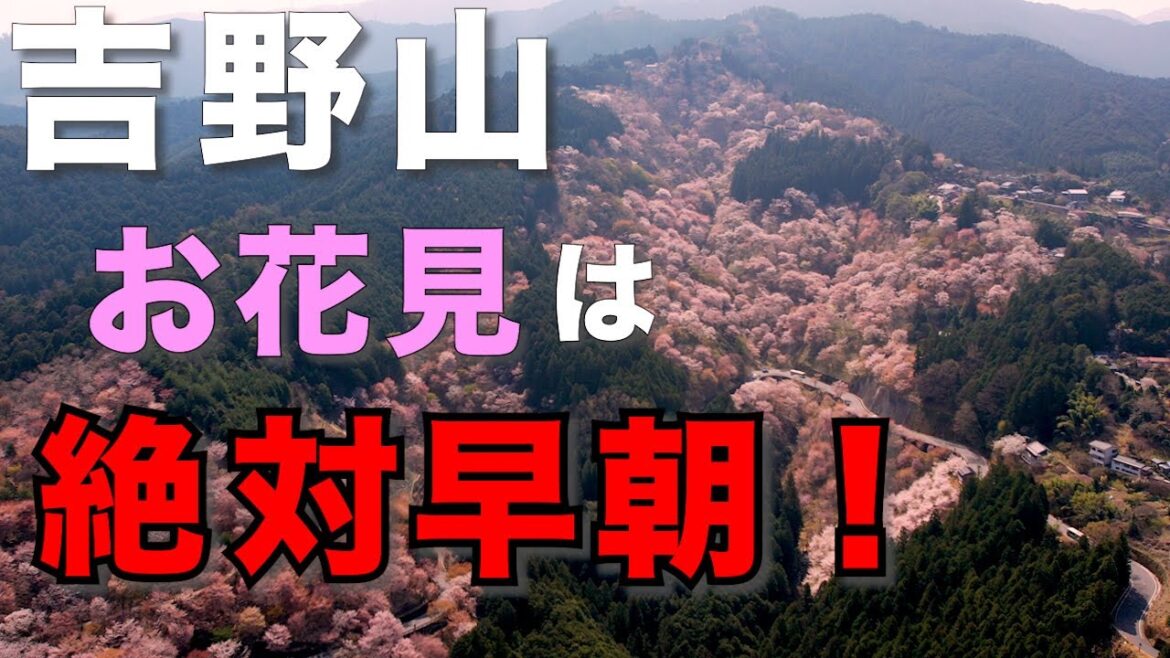 [吉野山]　日本一の千本桜🌸　来年のお花見ハイキングにも役立つ情報満載