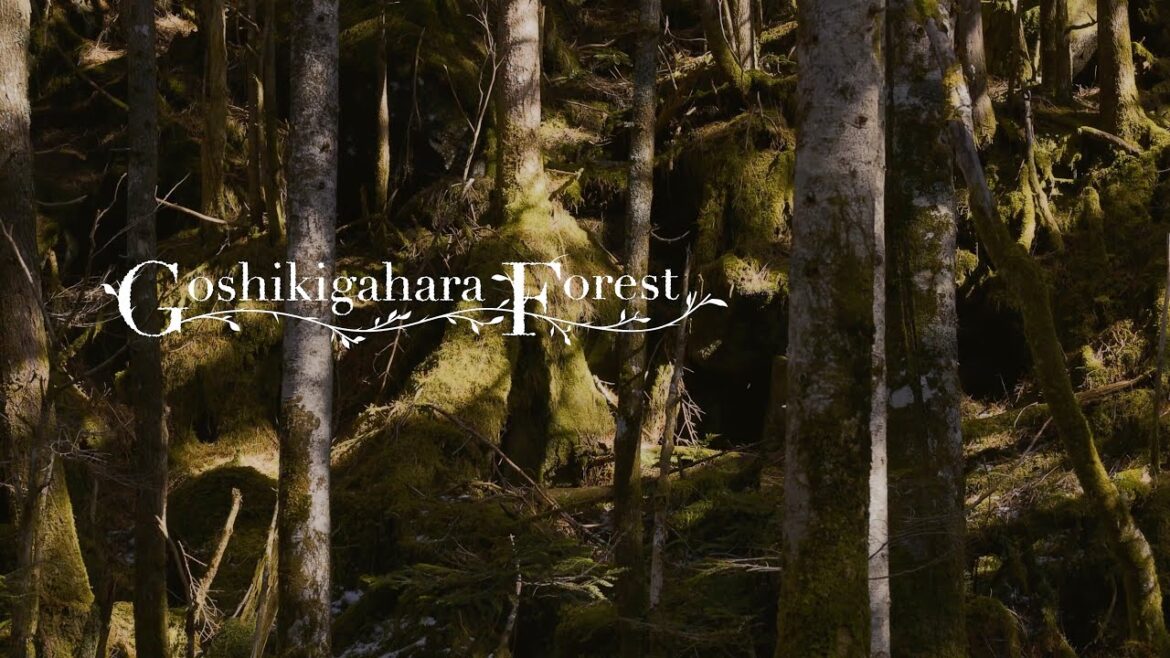 Hidatakayama-Goshikigahara ~Sustainable Luxury Experiences~ | Visit GIFU | JAPAN | 4K