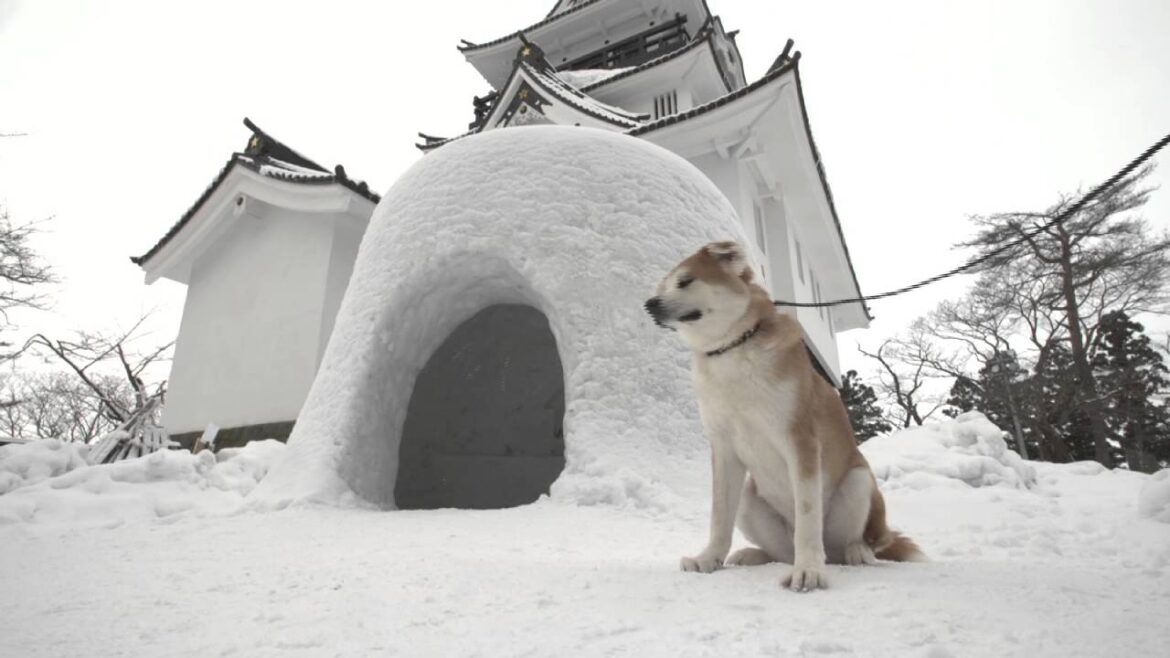 秋田犬ムービー / Akita Dog Movie「犬旅 Yokote Kamakura Festival in Akita 」 秋田犬ムービー / Akita Dog Movie「犬旅 Yokote Kamakura Festival in Akita 」