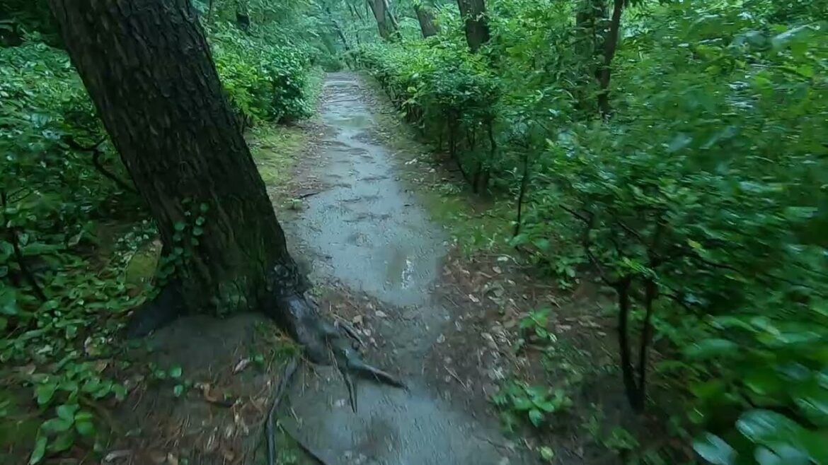 Rainforest walk with nature sounds /Rain Sounds Japan Rainforest walk with nature sounds /Rain Sounds Japan