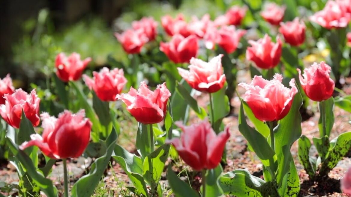 Happy Spring🌷Beautiful Tulip Flower🌷Pray for Health and Peace🍀