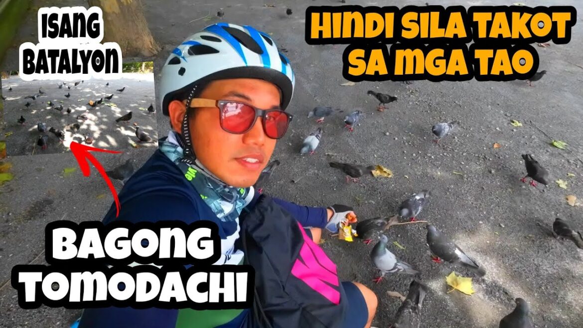 MGA IMPORTED NA KALAPATI SA JAPAN NAG KALAT SA PARK | PIGEON | PINOY SIKLISTA SA JAPAN