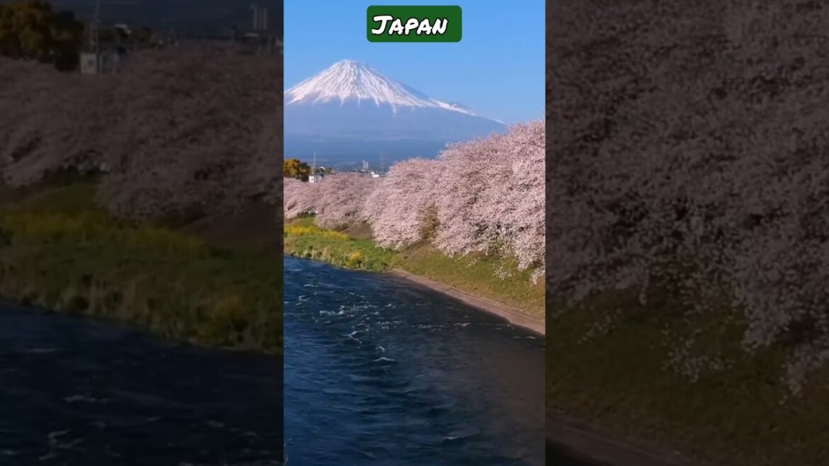 Travel Japan #shorts#japan#travel #tokyo#nature#short #trending