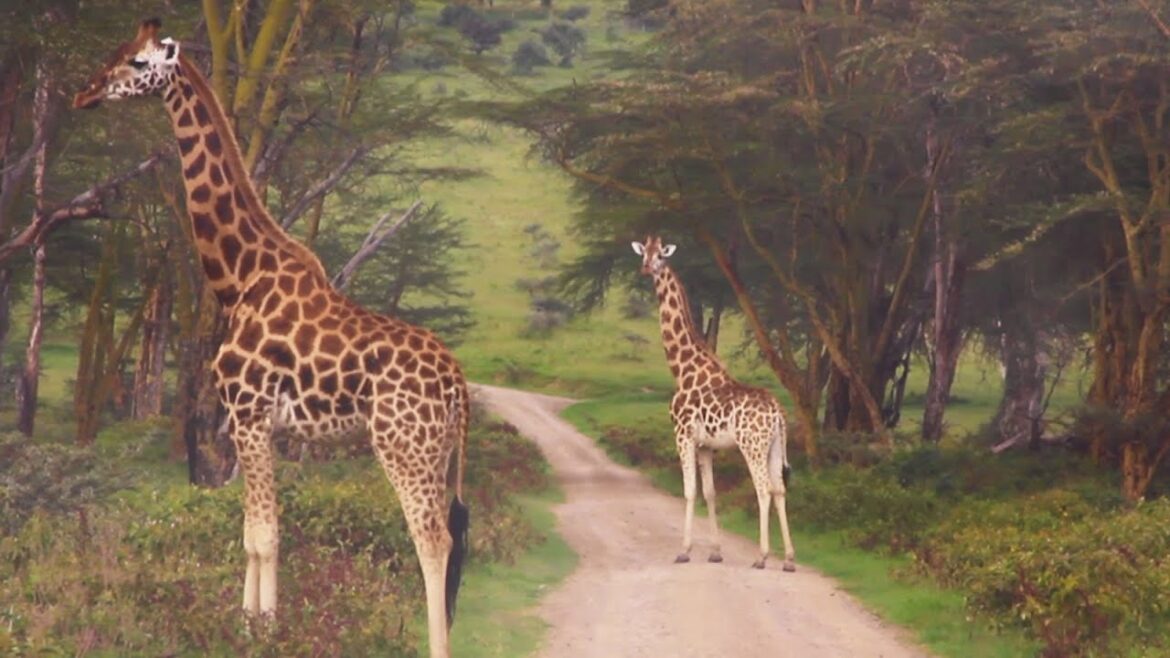 ANIMAL CROSSING: 2 Giraffes Strike a Pose in Naivasha, Kenya