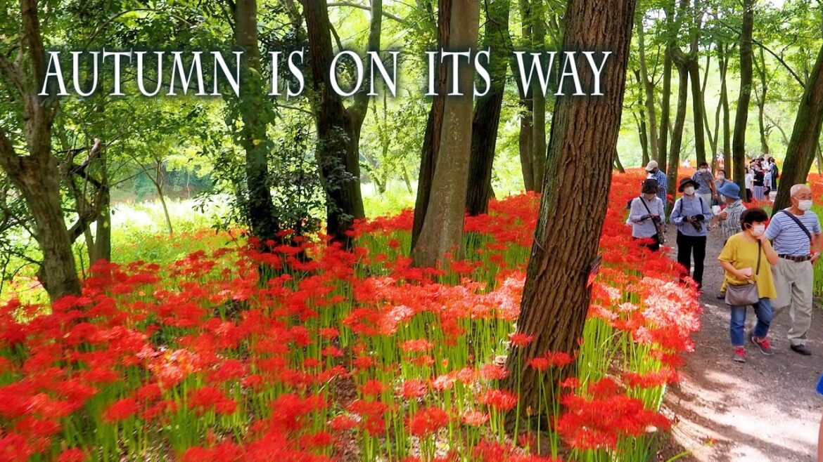 Autumn is on its way. Now is the best time for Red Spider Lilies.秋の訪れ、曼珠沙華が見頃。#曼珠沙華