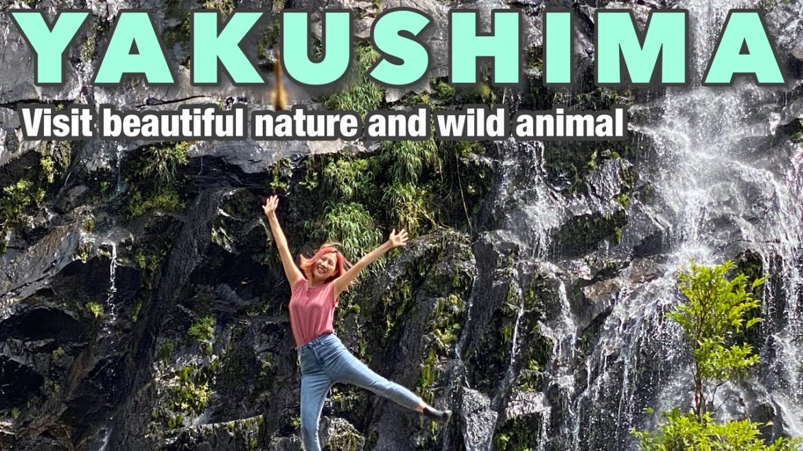 Travel to Yakushima #3☆ Circle the island to see Large waterfalls and Wild animals!! Japan vlog☆