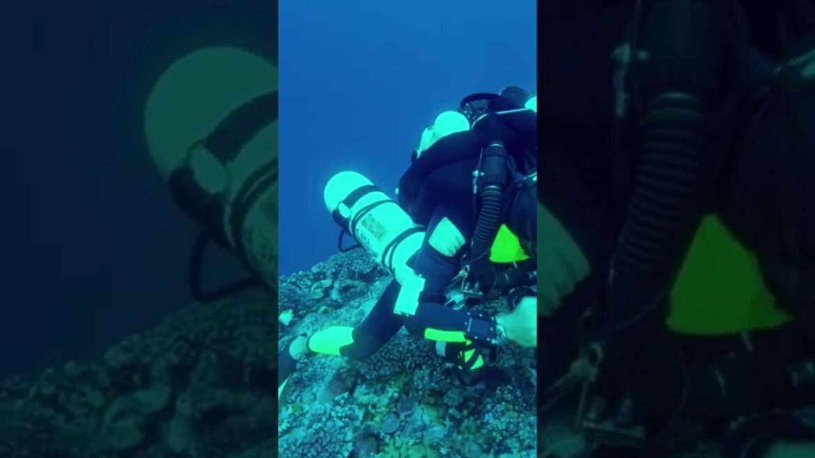 Scuba Diver Survives Shark Bite | 2 of 5