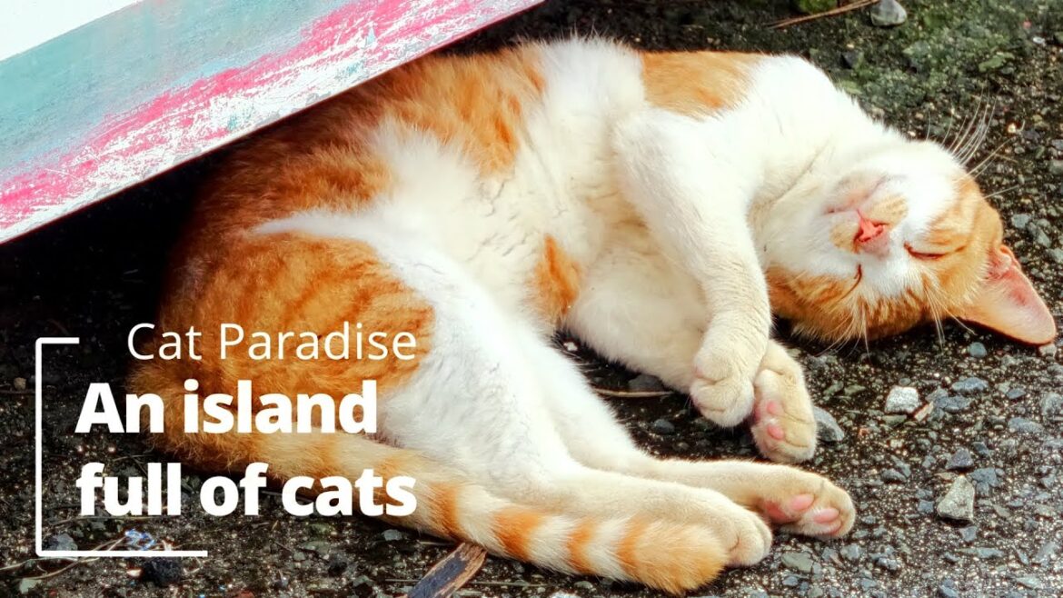 Japan Travel - Travel video for cat lovers, Kumamoto Yushima, an island full of cats