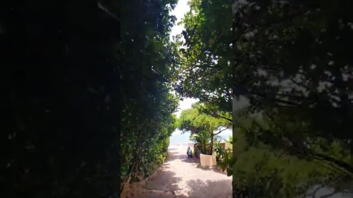 OKINAWA | Japanese Hawaii | Bise-Fukuji Tree Road, Japão.