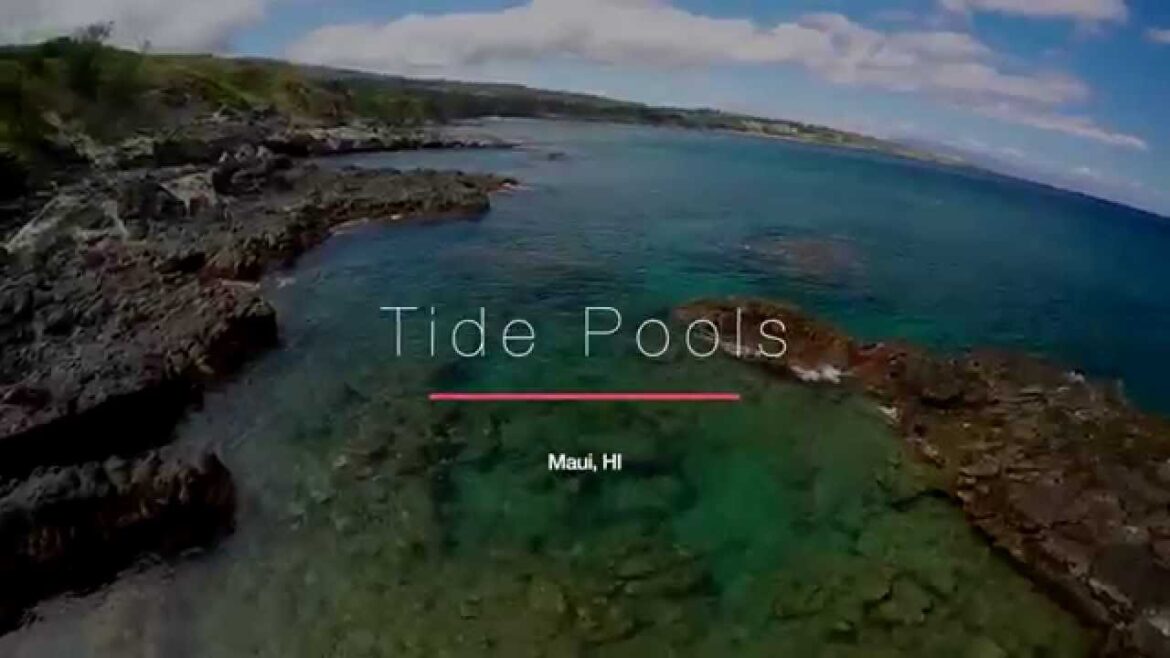 Tide Pools and Reef Sharks