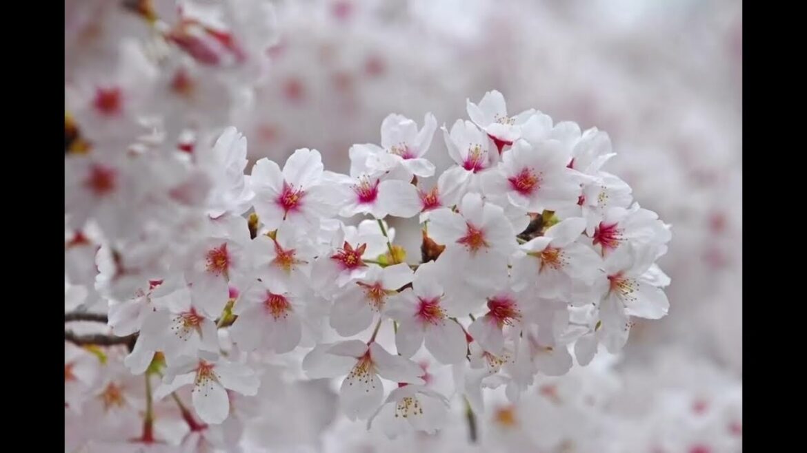 #6: 10 loài hoa anh đào rực rỡ nhất Nhật Bản (Song Ngữ )