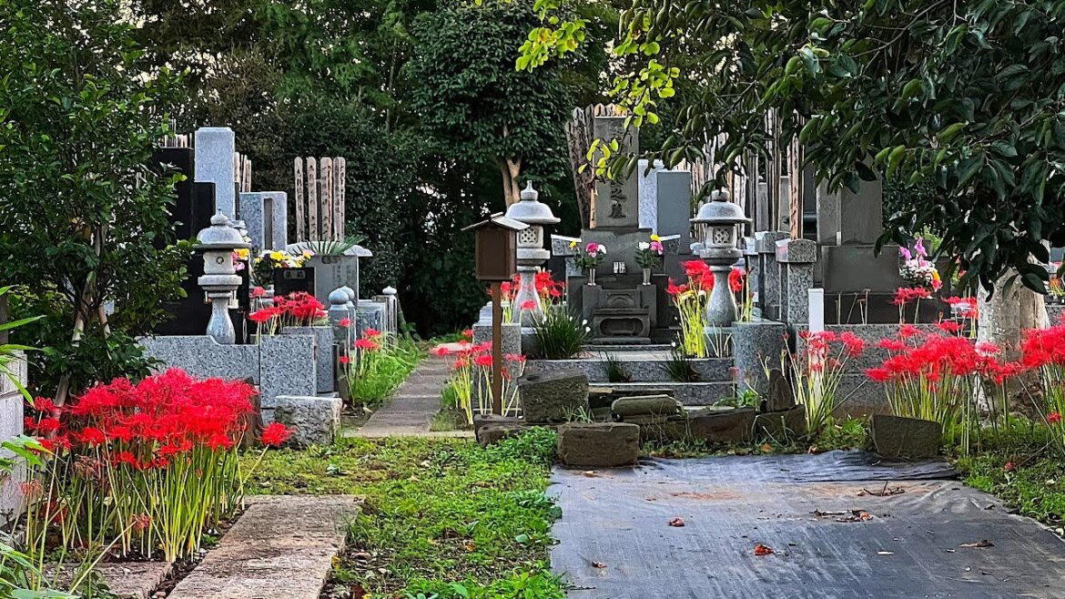 Red Spider Lilies in a Japanese Cemetery | JAPAN LIVE STREAMS 2022