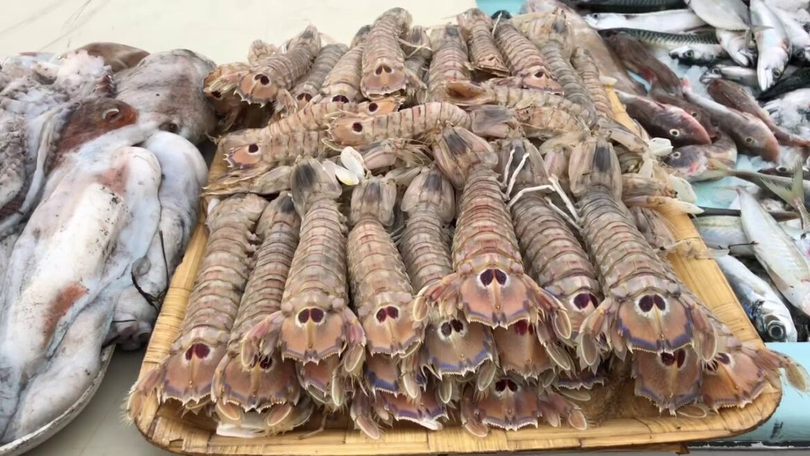 Poissons vivant sur les tables Brasserie de l’OM Poissons vivant sur les tables Brasserie de l’OM