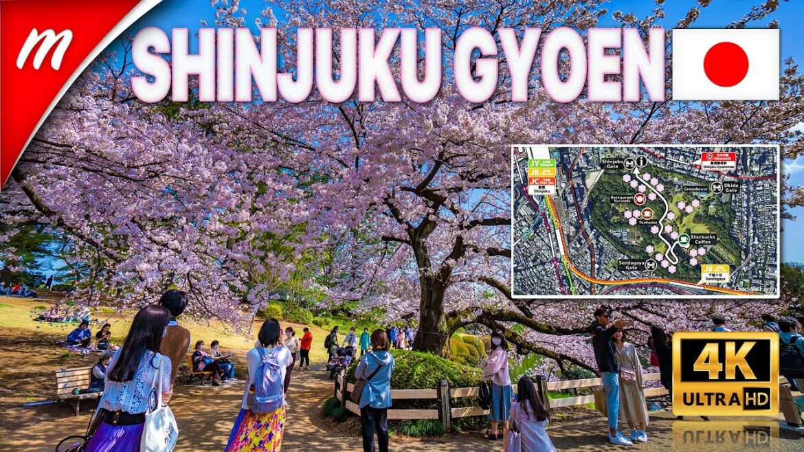 【4K】Tokyo Cherry Blossoms 2021 | Shinjuku Gyoen National Garden (Map included)