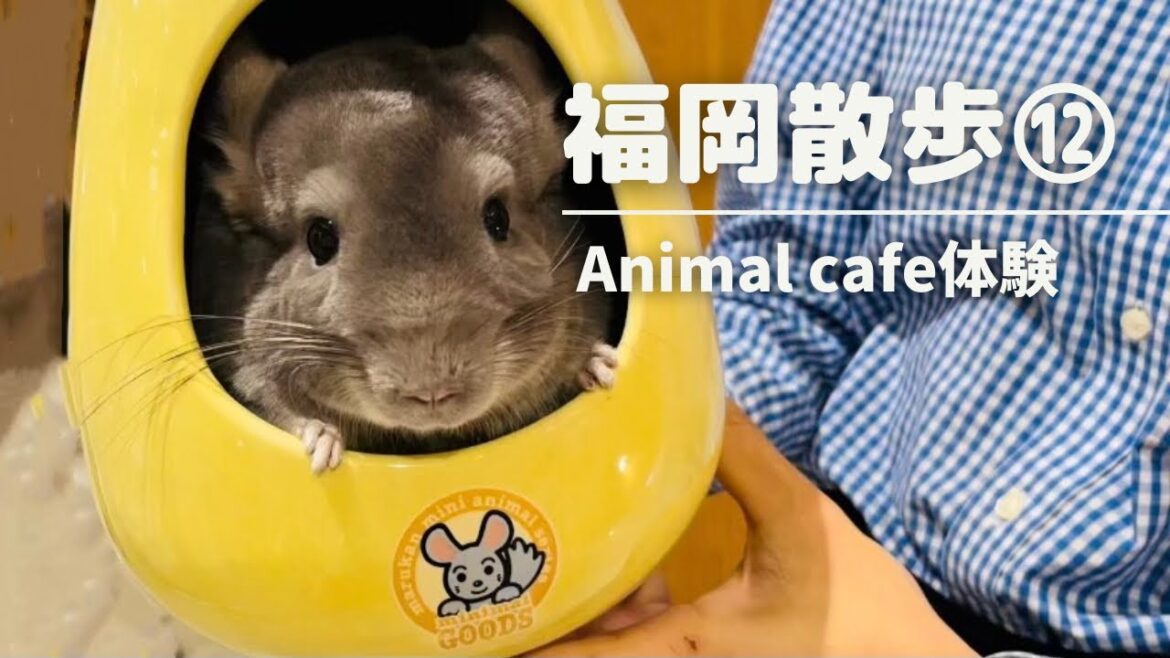 【動物カフェ】アニマルカフェmoff/天麩羅ランチ/paypayドーム 野球観戦/shin shin / MARK IS / animal cafe / Japanese meal / Tempura