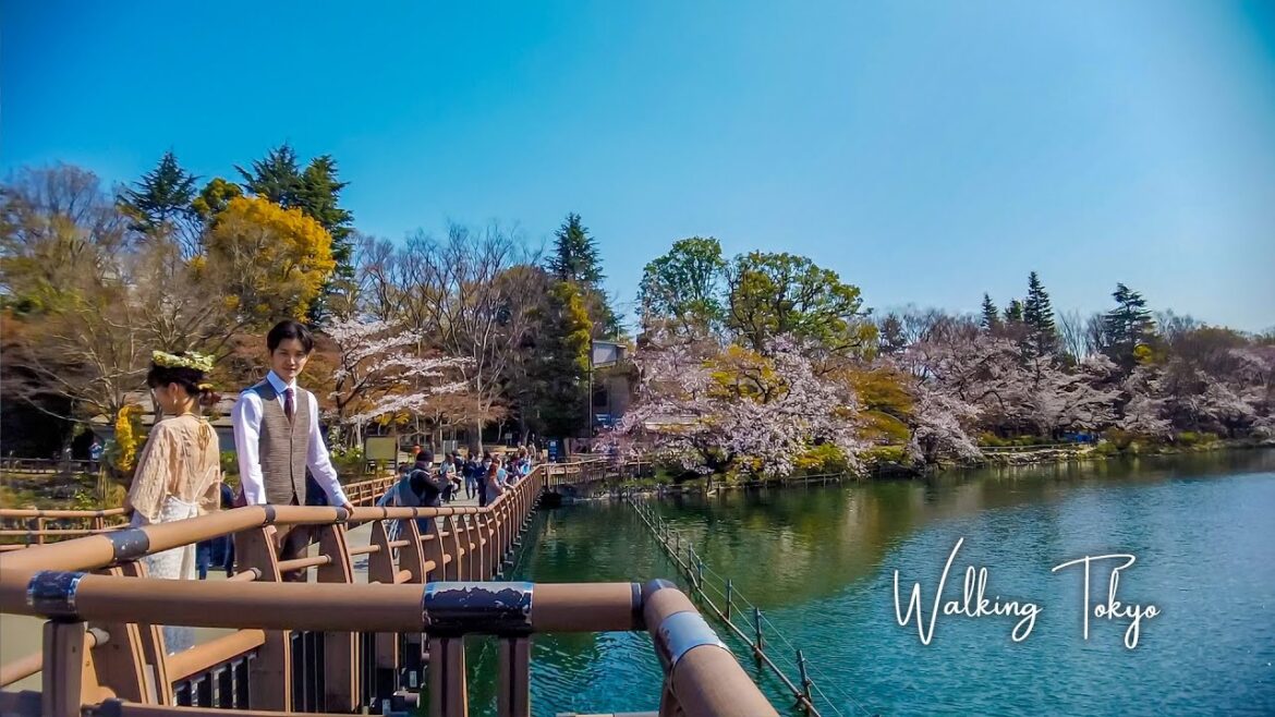 🇯🇵🌸🦢Tokyo Walking Tour | Inokashira Park and Kichijoji
