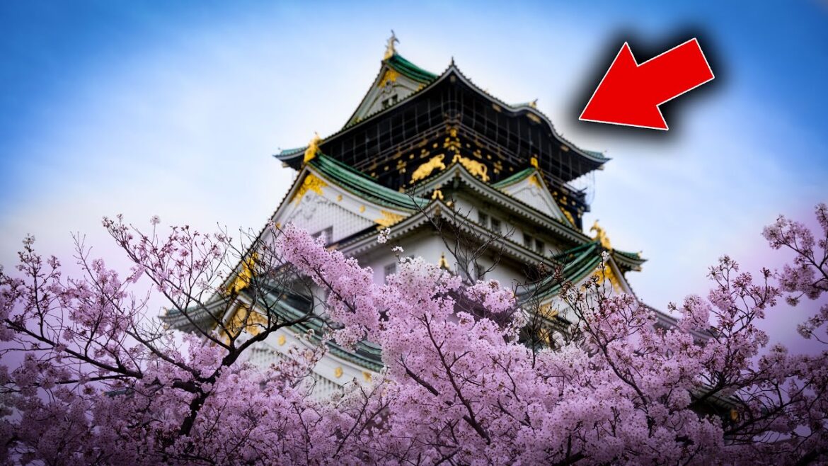 Exploring Spring Season in JAPAN | Beautiful Sakura Osaka Castle Park