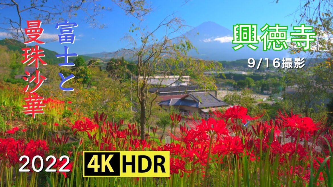 2022 興徳寺の曼珠沙華と富士(4K-HDR) Red Spider Lily & Mt. Fuji At Kotokuji Temple(UHD-HDR)