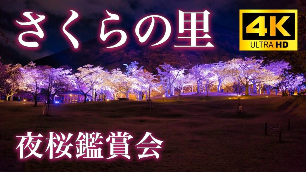 4K Cherry blossom Japan, Shizuoka, Izu, Sakura-no-Sato, さくらの里 夜桜鑑賞会 伊東市 大室山 伊豆高原 桜