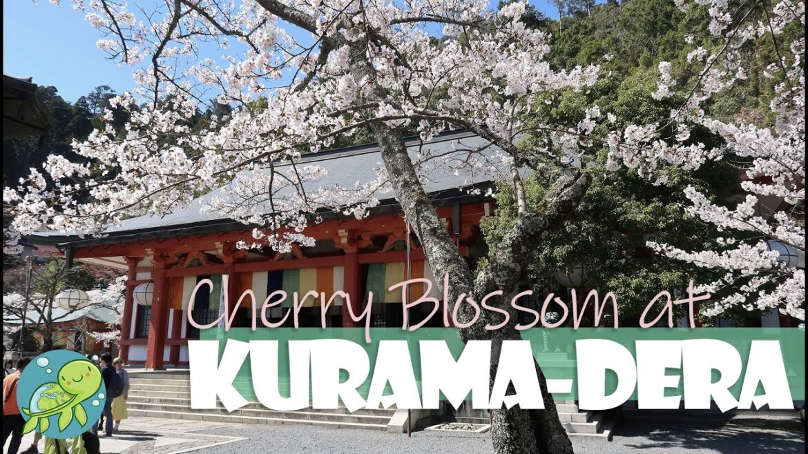 Cherry Blossom at Kurama-Dera | Japan Walking | Kyoto