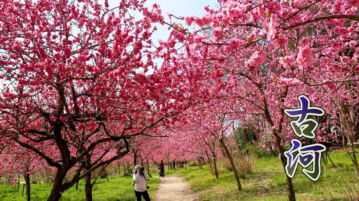 IBARAKI【Peach blossoms】Peach tree blossoms are full bloom at Koga Kubo Park. #古河公方公園  #4K
