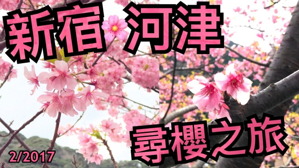 Travel Vlog。新宿。河津。尋櫻之旅。2/2017