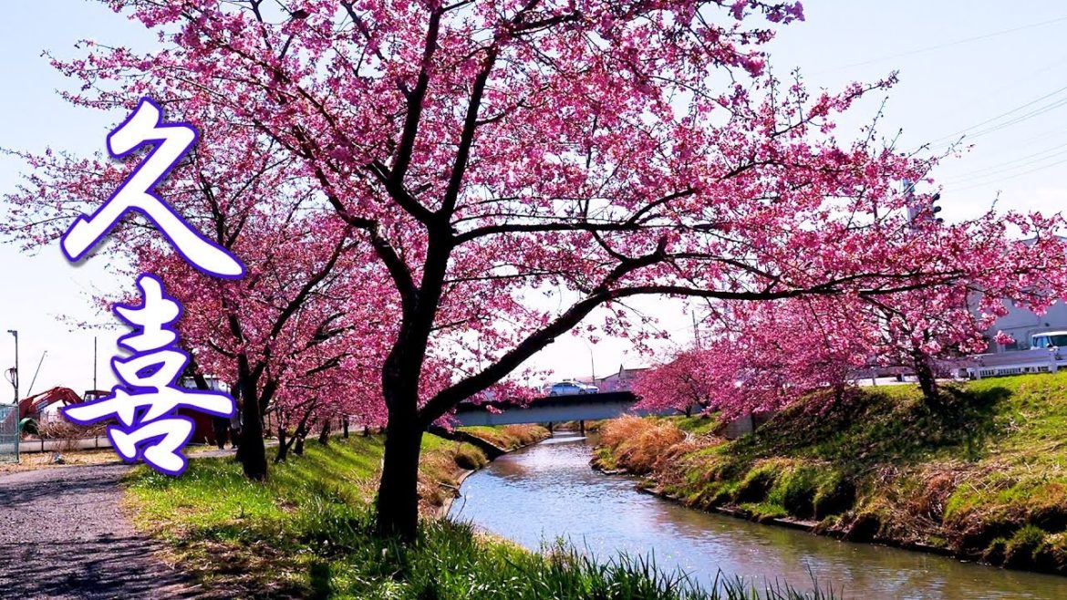 【Cherry blossoms】The 'Kawazu-zakura' cherry-blossom front is already going up North. #4K #河津桜 【Cherry blossoms】The 'Kawazu-zakura' cherry-blossom front is already going up North. #4K #河津桜
