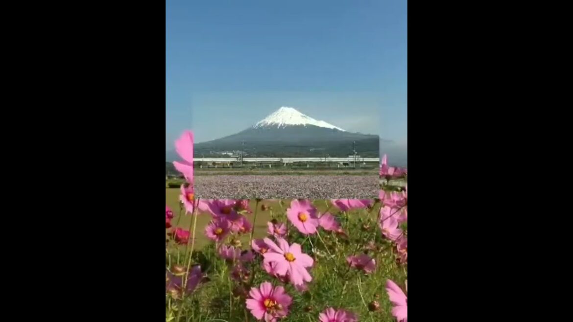 ❇️富士山と新幹線💠Mt.Fuji and Shinkansen　🚅新幹線長すぎ🤭