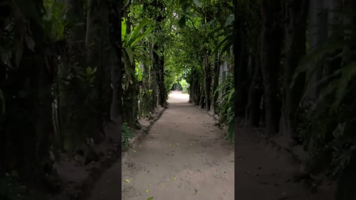 備瀬のフクギ並木 #shorts