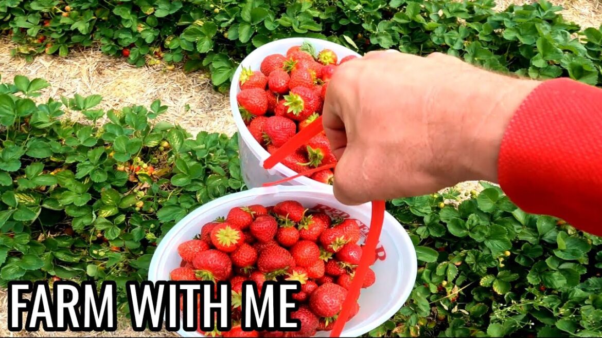 I Left The Sheep Farm - Strawberry Harvest USA