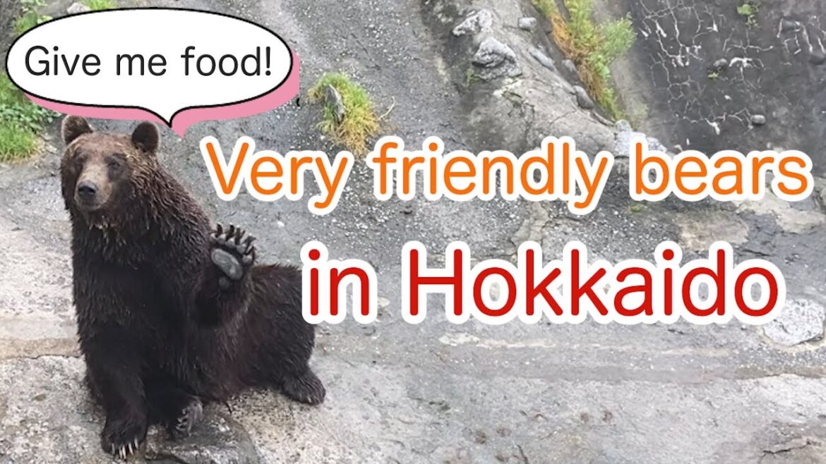 【Hokkaido】Friendly bears in Noboribetsu Bear Park