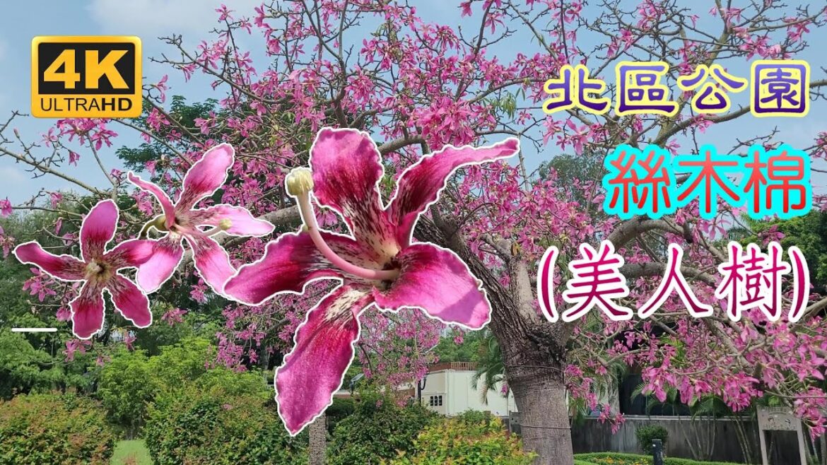 [輕輕鬆鬆，賞花遊蹤] 北區公園 | 揚州園林 | 絲木棉 ( 美人樹 ) | North District Park | Floss Silk Tree