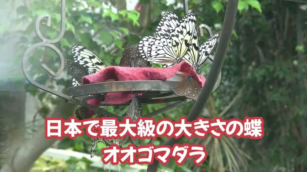 広島市森林公園こんちゅう館　オオゴマダラ蝶　金色のサナギで金運アップ、パワースポットです　Tree Nymph, Insectarium, Hiroshima City Forest Park