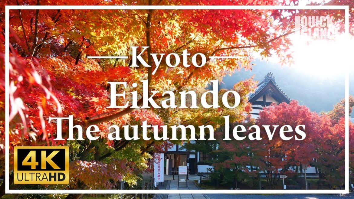 3,000 maple trees turn the precincts into a world of red.  Enjoy the autumn leaves of Eikando.