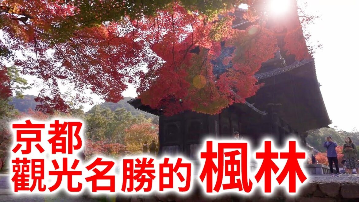 [京都紅葉] 日本秋季經典的紅葉。其中，京都的寺廟和神社長期以來一直都是欣賞美麗紅葉的最佳地點。