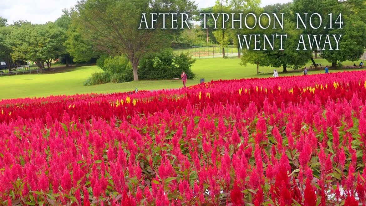 Super Typhoon Nanmadol (Typhoon No.14) moving north, the sky will expand.台風14号は去り、青空広がる. #ケイトウ #権現堂 Super Typhoon Nanmadol (Typhoon No.14) moving north, the sky will expand.台風14号は去り、青空広がる. #ケイトウ #権現堂