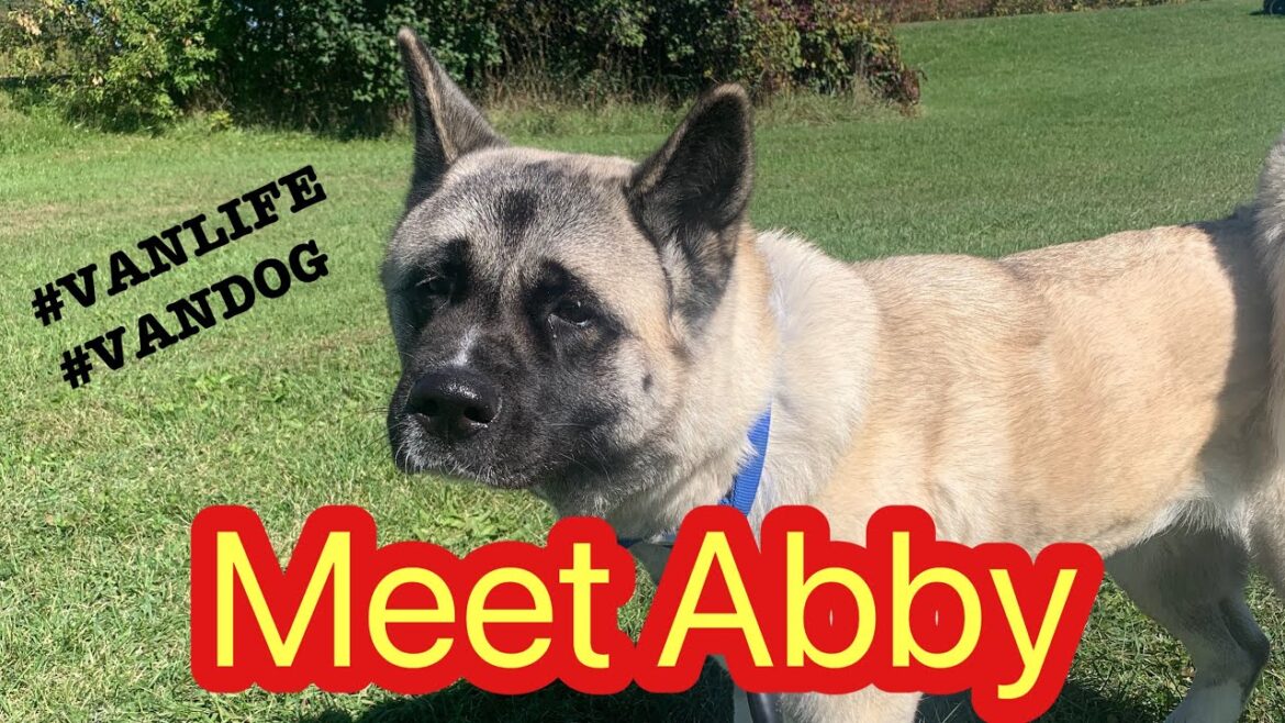 Meet Abby Everyone. Meet Abby Everyone.