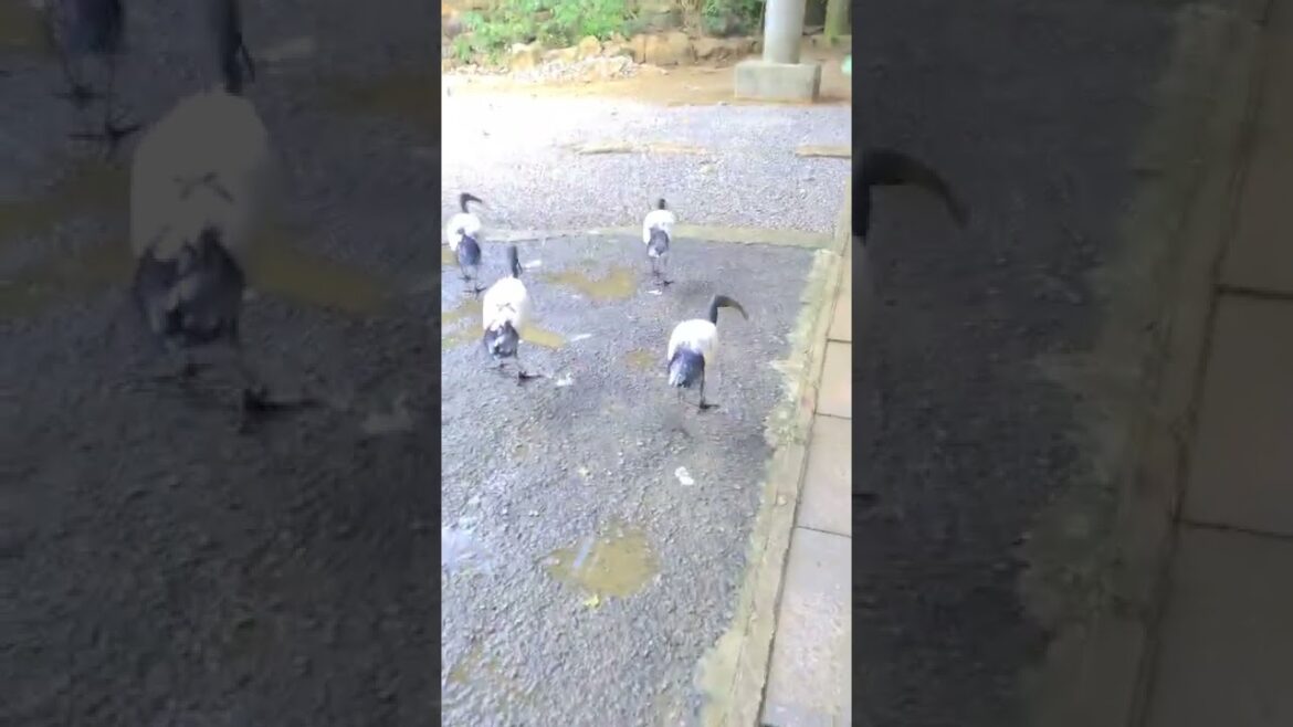 鳥！鳥！鳥！ #shorts