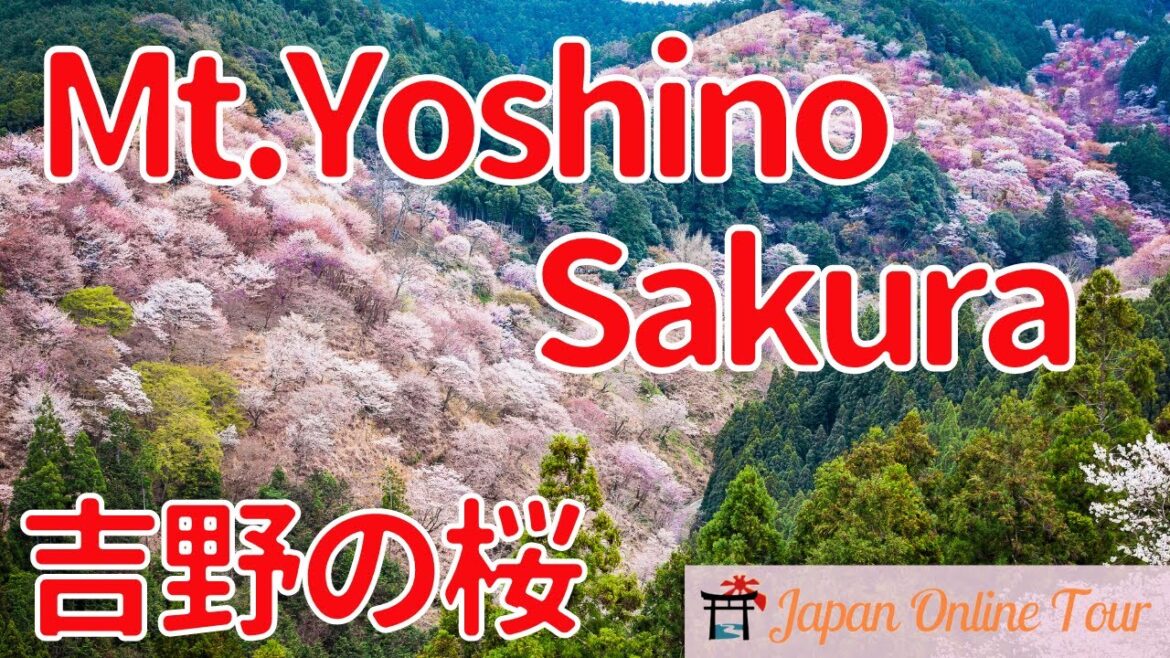 Mt.Yoshino breathtaking Sakura Viewing【Japan Online Tour】| 吉野の桜ライブツアー Mt.Yoshino breathtaking Sakura Viewing【Japan Online Tour】| 吉野の桜ライブツアー