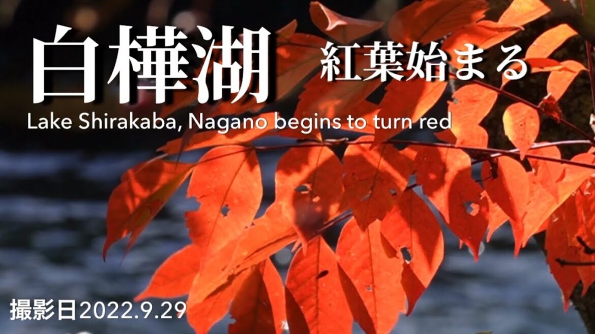 白樺湖紅葉が始まるLake Shirakaba begins to turn red撮影日2022.9.29