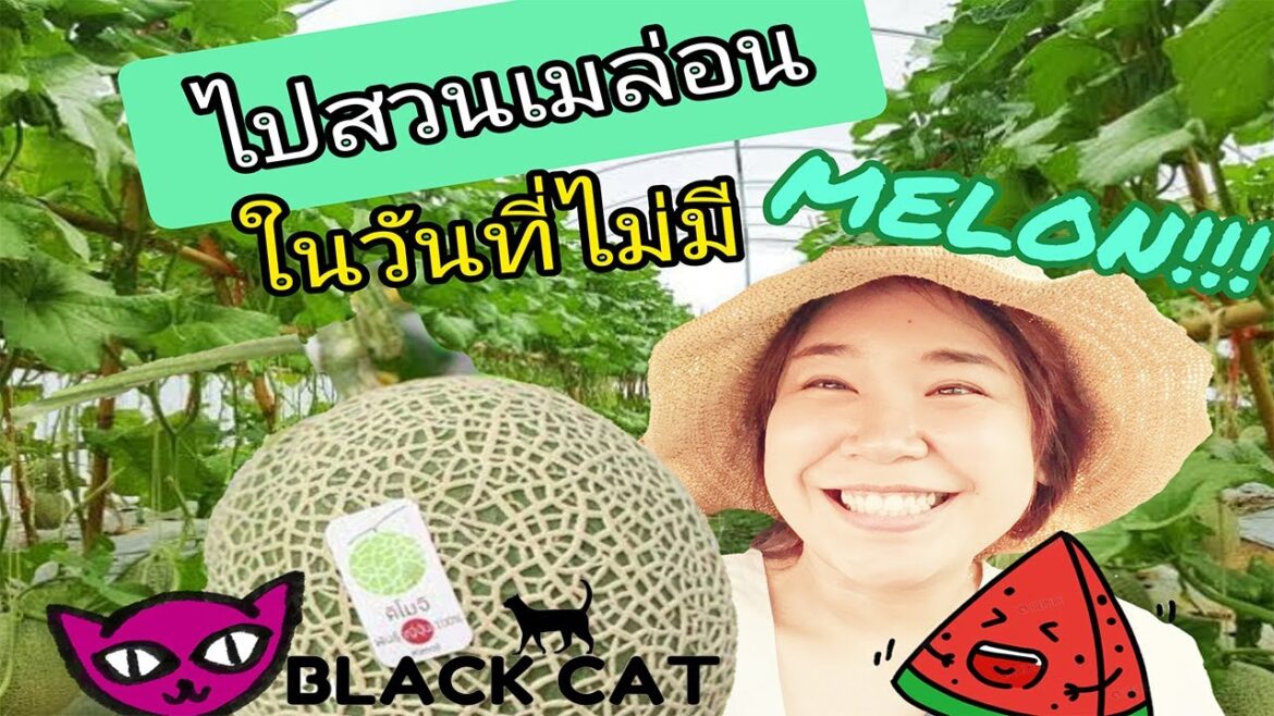 EP.2 Go to Melon farm But I can't see it. | Chachoengsao EP.2 Go to Melon farm But I can't see it. | Chachoengsao