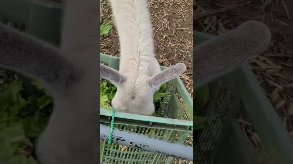 もぐもぐ #shorts