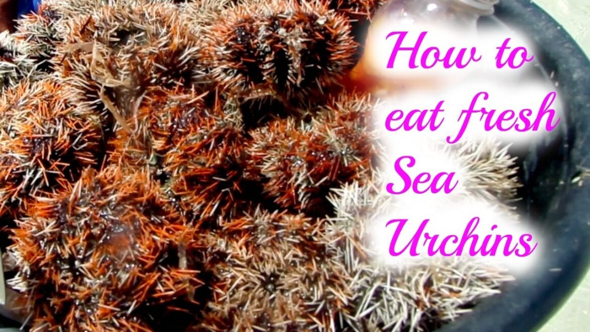 How to eat fresh sea urchins