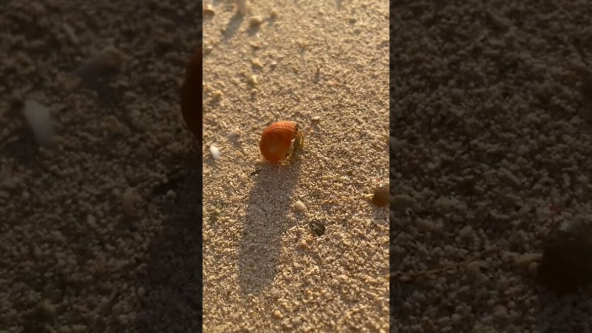 【石垣島旅行2022】底地ビーチでヤドカリちゃんのおしゃれなお宅発見! 【石垣島旅行2022】底地ビーチでヤドカリちゃんのおしゃれなお宅発見!